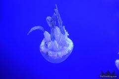 Spotted Lagoon Jelly