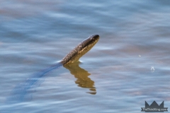 Graham's Crawfish Snake