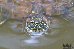 Red-Eared Turtle
