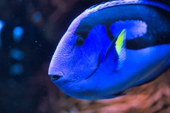 Palette Surgeonfish