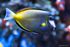 Japan Surgeonfish