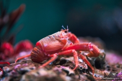 Pelagic Red Crab