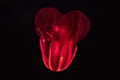 Bloodybelly Comb Jelly