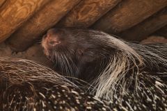 African Crested Porcupine