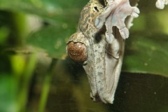 Henkel's Leaf-Tailed Gecko