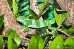 Fijian Banded Iguana