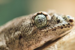 Halmahera Gecko