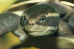 Northern Yellow-Faced Turtle