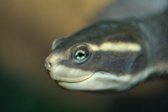 Northern Yellow-Faced Turtle