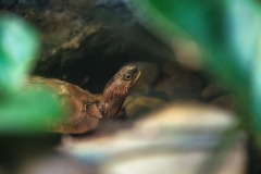 Black-Breasted Leaf Turtle