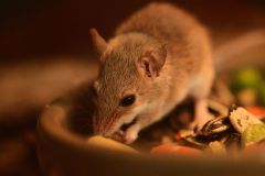 Domestic House Mouse