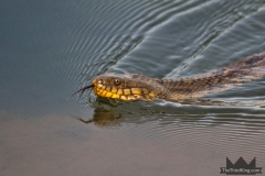 Common Watersnake