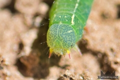 Orthosia Caterpillar