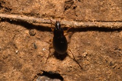 Calathus Ground Beetle