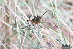Majestic Longhorn Beetle